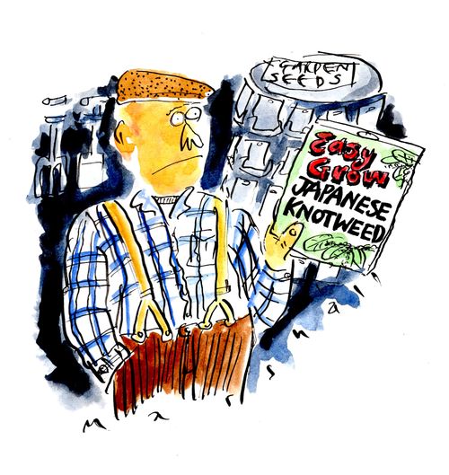 Seed packet reads: EASY GROW JAPANESE KNOTWEED
