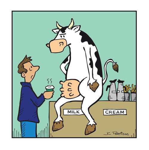 At the coffee shop, a cow is on the table where the milk is supposed to be.