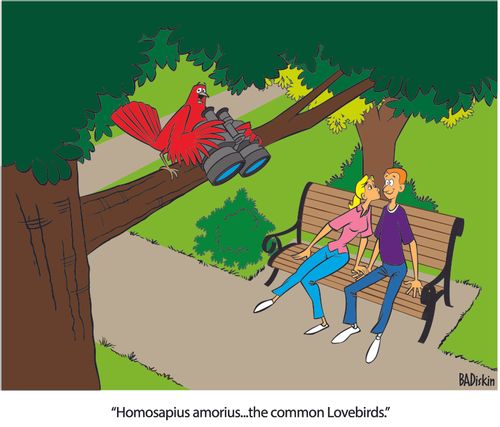 "Homoapous amorius...the common lovebirds."