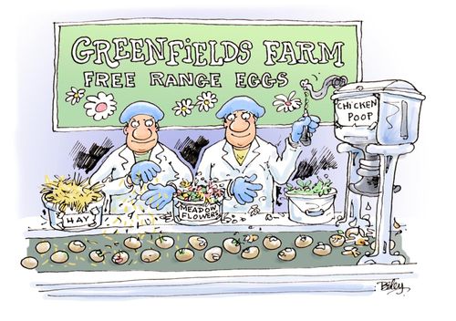 Free Range Eggs