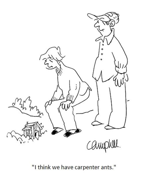 "I think we have carpenter ants."