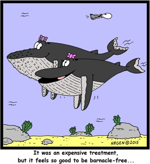 It was an expensive treatment, but it feels so good to be barnacle-free...