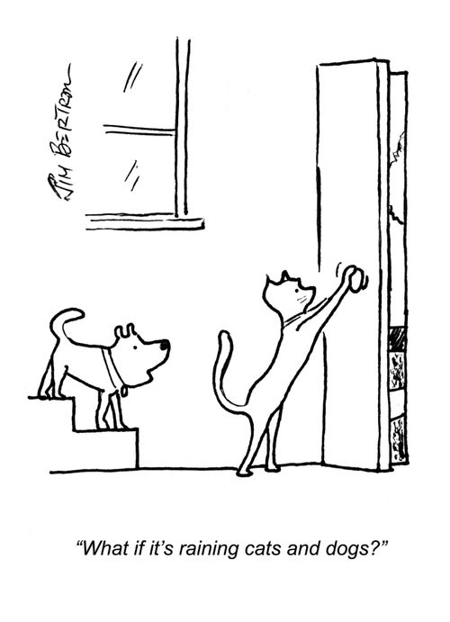 "What if it's raining cats and dogs?"