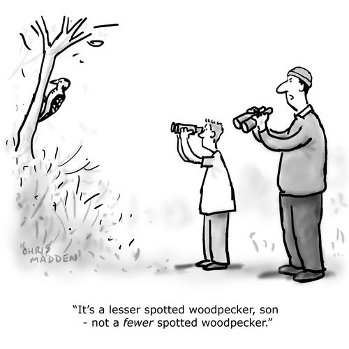 "It's a lesser spotted woodpecker, son - not a fewer spotted woodpecker."