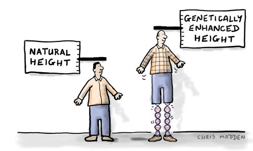 Genetically enhanced height