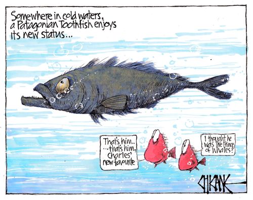 Somewhere in cold waters, a Patagonian Toothfish enjoys its new status...
