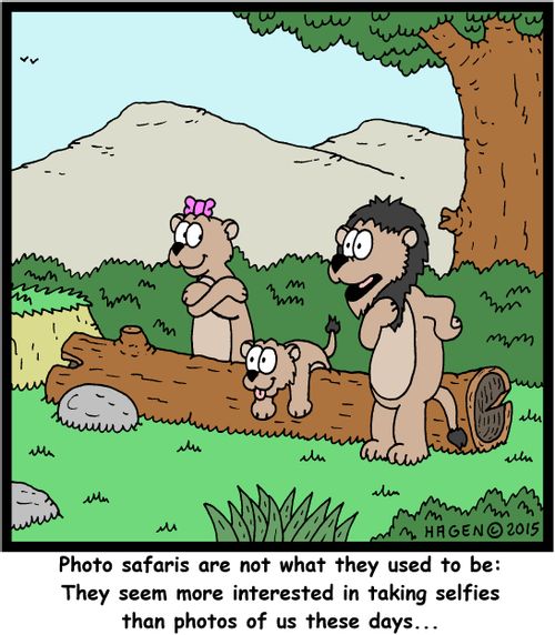 "Photo safaris are not what they used to be: They seem more interested in taking selfies than photos of us these days..."