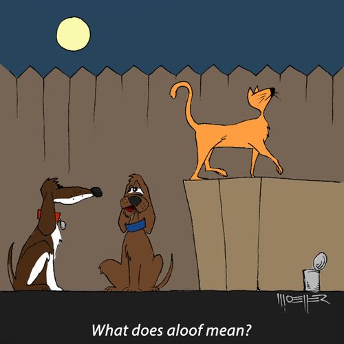 What does aloof mean?