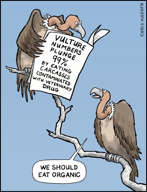 Vultures endangered by consuming contaminated carrion