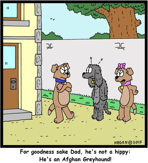 "For goodness sake Dad, he's not a hippy: He's an Afghan Greyhound!"