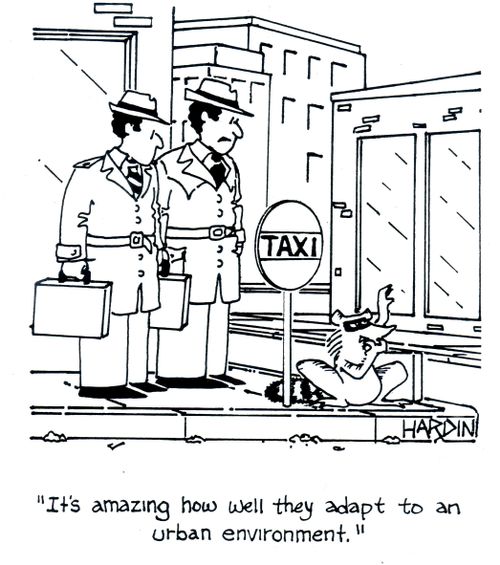 "It's amazing how well they adapt to an urban environment."