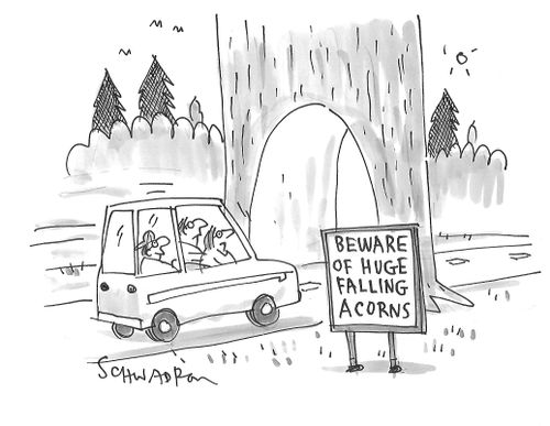 Beware of Huge Falling Acorns