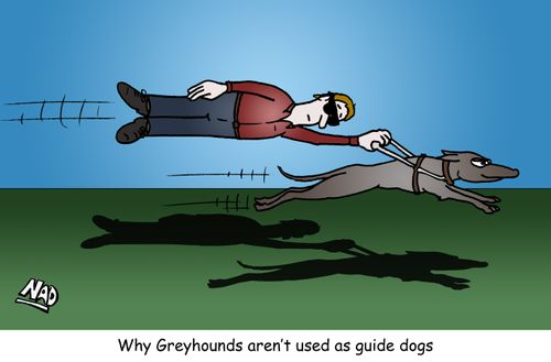 Why Greyhounds aren't used as guide dogs