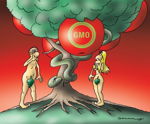 GMO apple