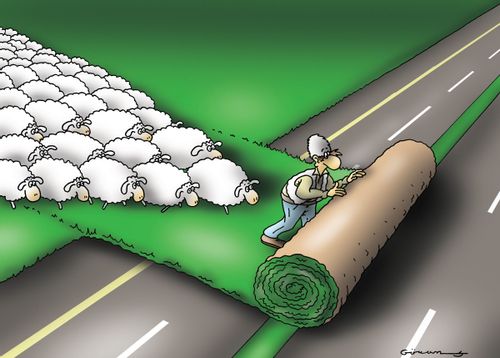 Sheep's Road Crossing