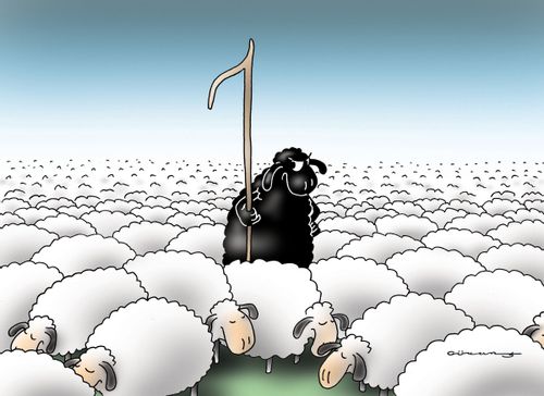 Black Sheep