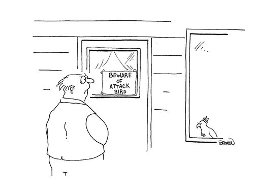 Man looking at window with beware of attack bird sign.