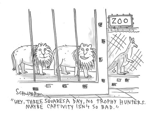 "Hey, three squares a day, no trophy hunters. Maybe captivity isn't so bad." 