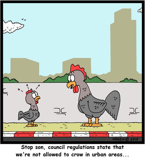 "Stop son, council regulations state that we're not allowed to crow in urban areas..."