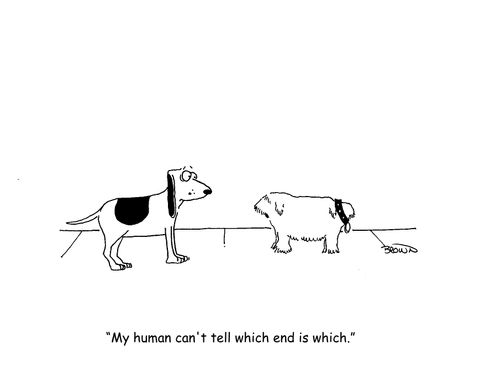 "My human can't tell which end is which."