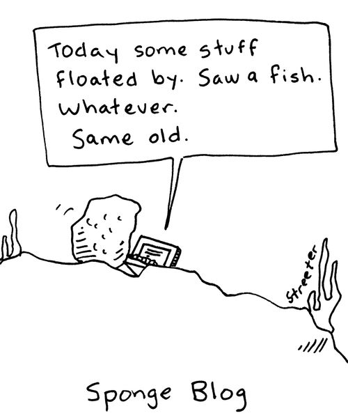 Sponge Blog