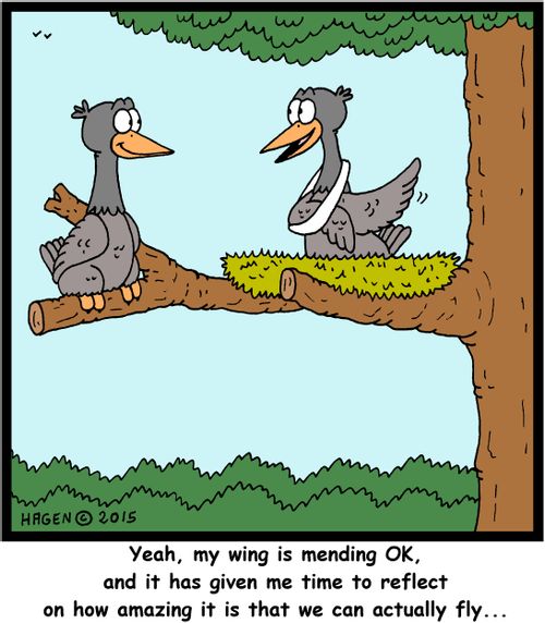 "Yeah, my wing is mending OK, and it has given me time to reflect on how amazing it is that we can actually fly..."