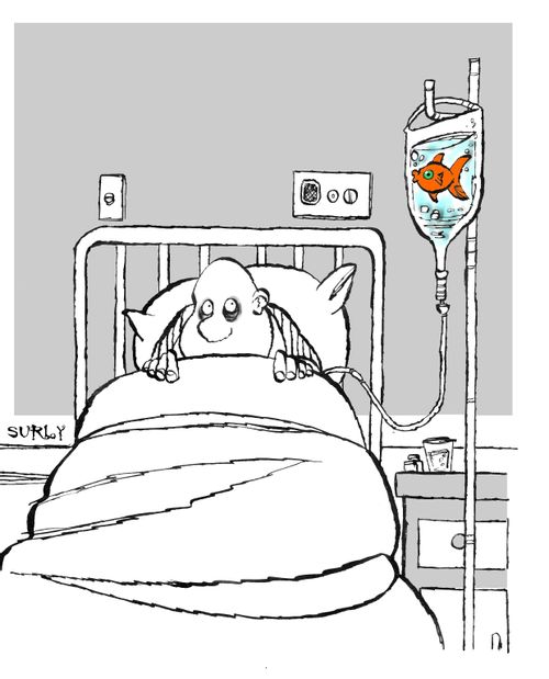 Fish IV