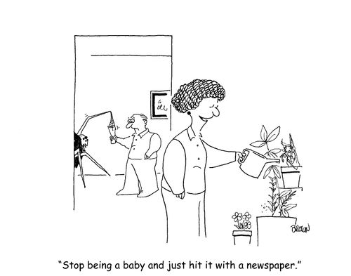 "Stop being such a baby and just hit it with a newspaper."