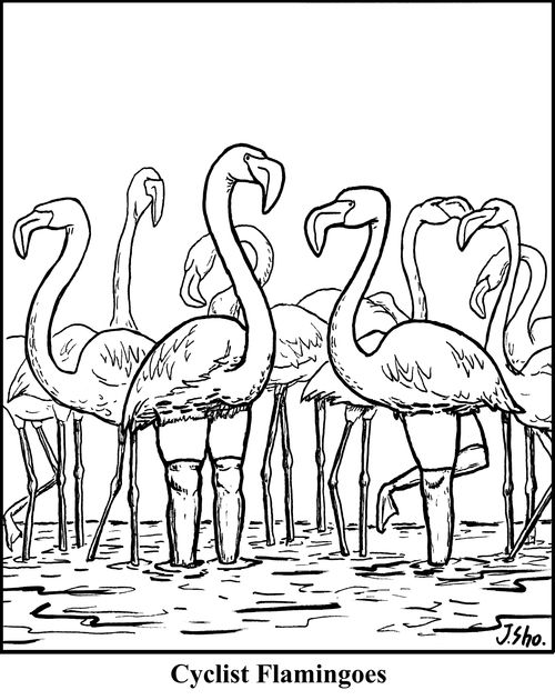 Cyclist Flamingoes
