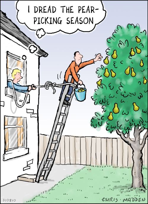 "I dread the pear-picking season."