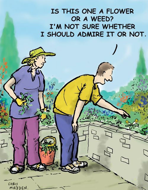 "Is this one a flower or a weed? I'm not sure whether to admire it or not."