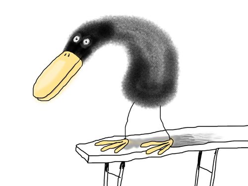 Coot on a jetty