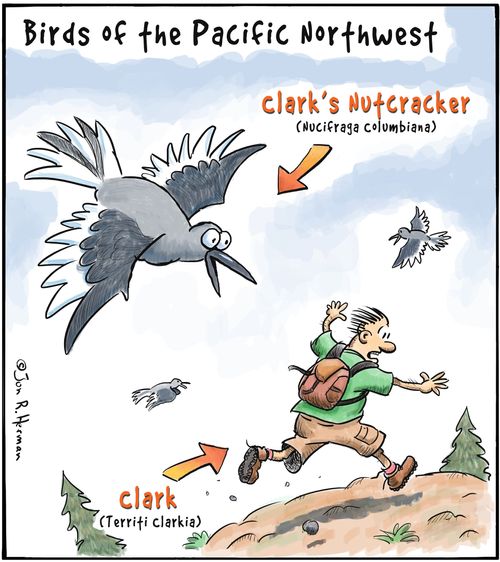 Clark's Nutcracker