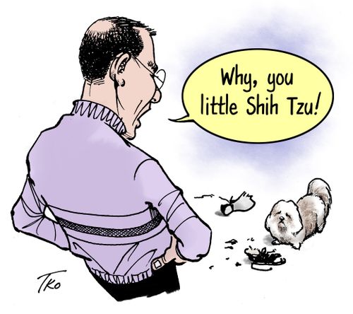 "Why, you little Shih Tzu."