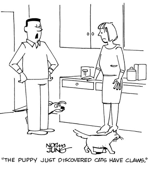 "The puppy just discovered cats have claws."