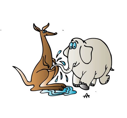 Kangaroo supply water for an elephant