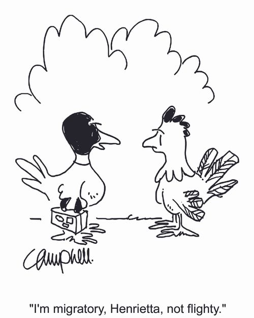"I'm migratory, Henrietta, not flighty."