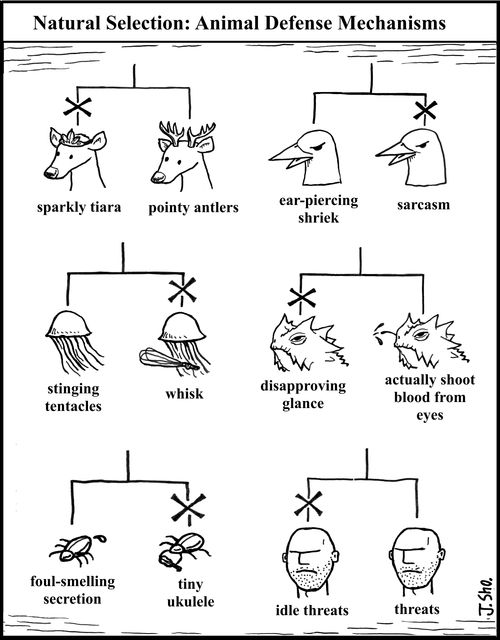 Natural Selection: Animal Defense Mechanisms