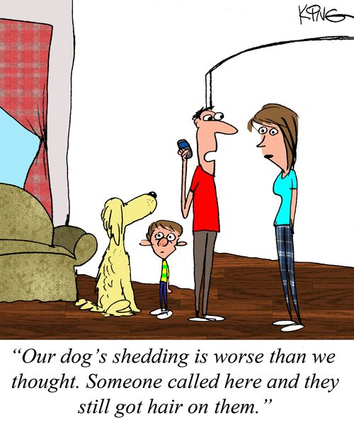 "Our dog's shedding is worse than we thought. Someone called here and they still got hair on them."