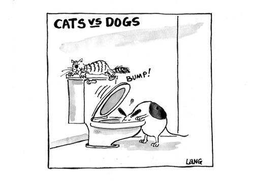 Cats Vs Dogs 