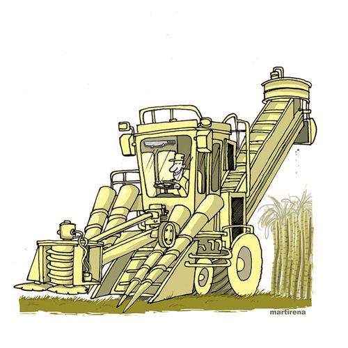 Mechanization of sugar cane harvesting