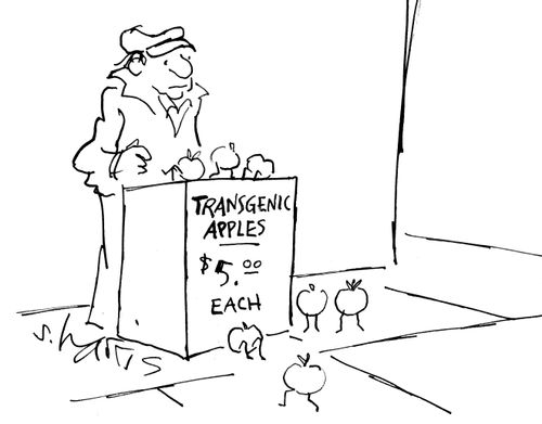 Transgenic apples - $5 each