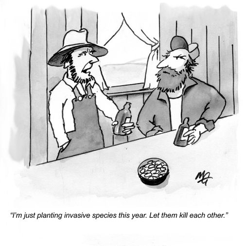 "I'm just planting invasive species this year. Let them kill each other."