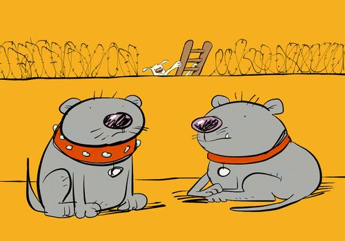 Two dogs in yard with barbed wire whilst another dog scales a ladder.