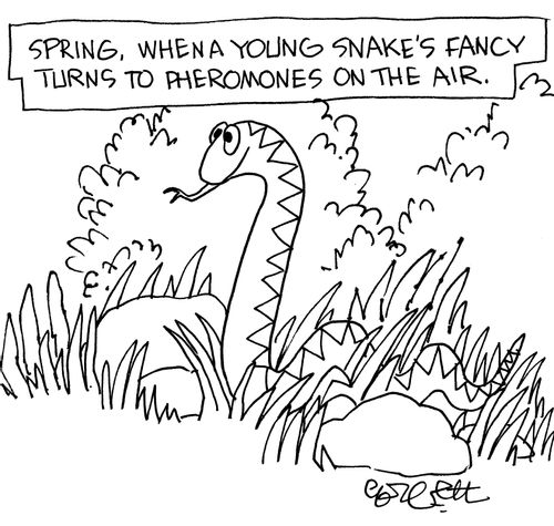 Spring, when a young snake's fancy turns to pheromones on the air. 