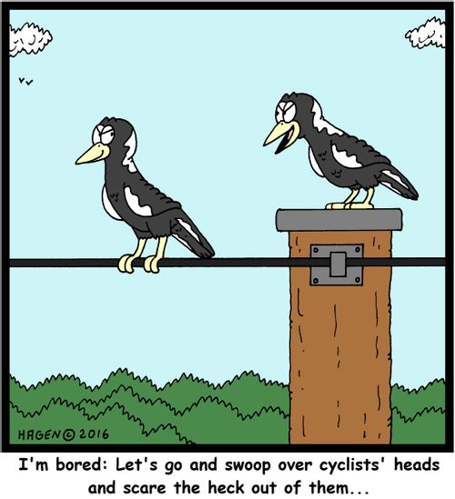 "I'm bored: Let's go and swoop over cyclists' heads and scare the heck out of them..."