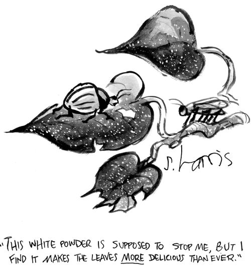 "The white powder is supposed to stop me, but I find it makes the leaves more delicious than ever."
