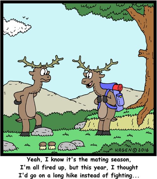 "Yeah, I know it's the mating season, I'm all fired up, but this year, I thought I'd go on a long hike instead of fighting..."