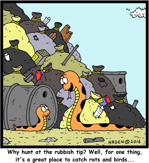 "Why hunt at the rubbish tip? Well, for one thing, it's a great place to catch rats and birds..."