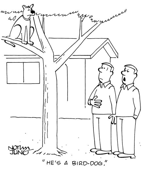 "He's a bird-dog."